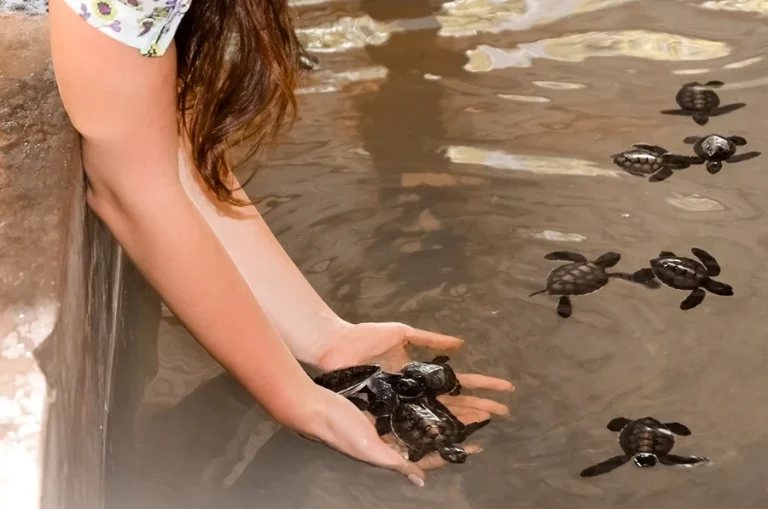 A woman gently releasing tiny sea turtles into the ocean at Bentota beach, Sri Lanka