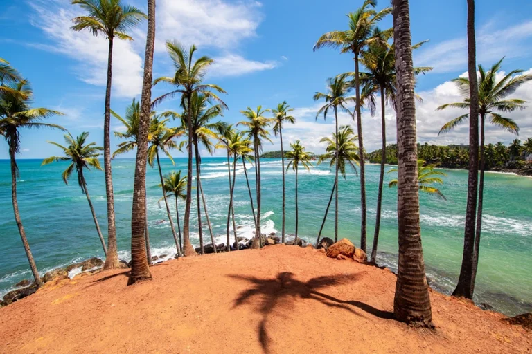 Elevated view of Coconut Tree Hill in Mirissa, with rows of palm trees overlooking the Indian Ocean in southern Sri Lanka