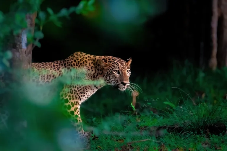 Sri Lankan leopard resting in the wild at Wilpattu National Park, camouflaged among dry-zone forest and open glades