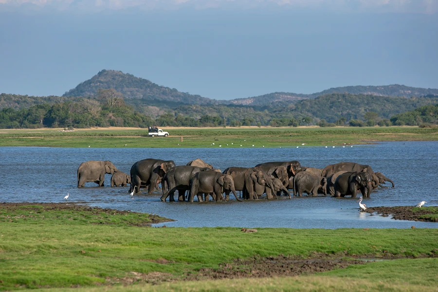 Elephant Safari in Minneriya – Exotic Ceylonica Wildlife Tours Wild elephants roaming freely during the Great Elephant Gathering in Minneriya National Park, Sri Lanka