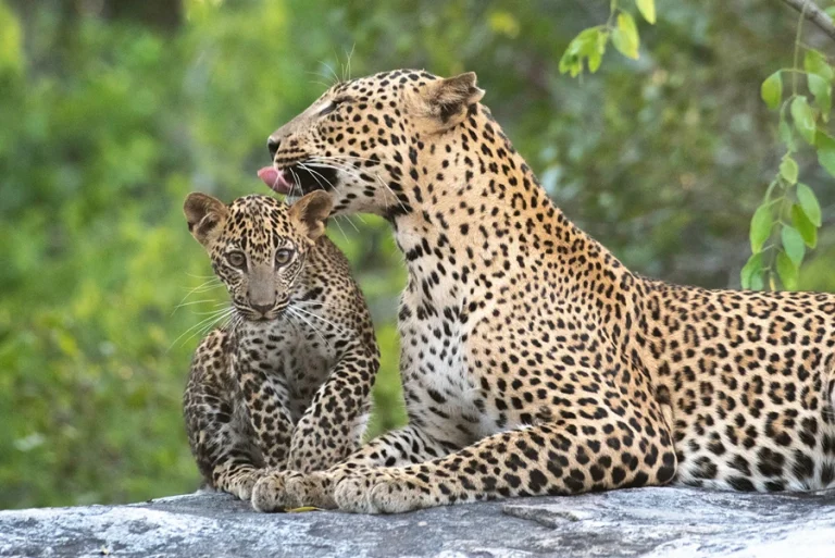 A Sri Lankan leopard lying calmly beside its cub in the grasslands of Yala National Park, Sri Lanka