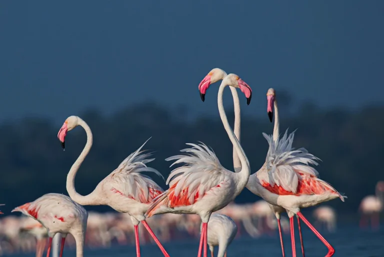 Flock of pink flamingos wading through the shallow waters of Jaffna lagoon in northern Sri Lanka