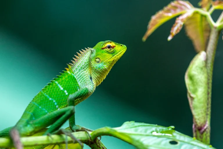Vibrant green forest lizard (Calotes calotes) clinging to a tree branch in Sinharaja Rainforest, Sri Lanka