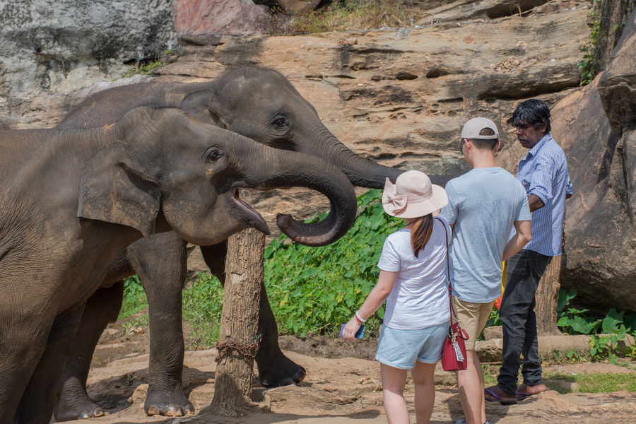Tourists with Baby Elephants at Pinnawala, Exotic Ceylonica Tours Two tourists with young elephants at Pinnawala Elephant Orphanage Sri Lanka