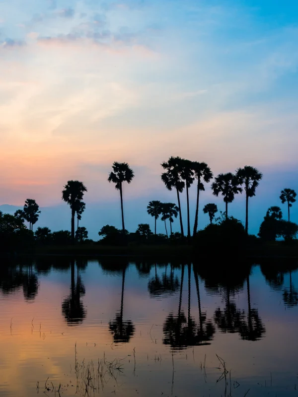 Night view of Palmyra tree reflecting on water in Jaffna Sri Lanka