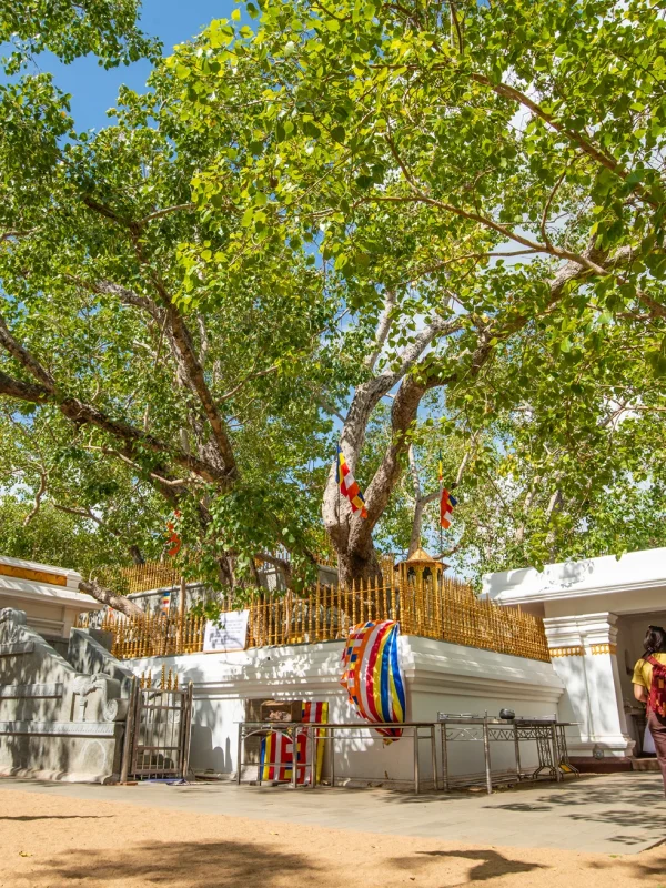 Sri Maha Bodhi tree in Anuradhapura Sri Lanka