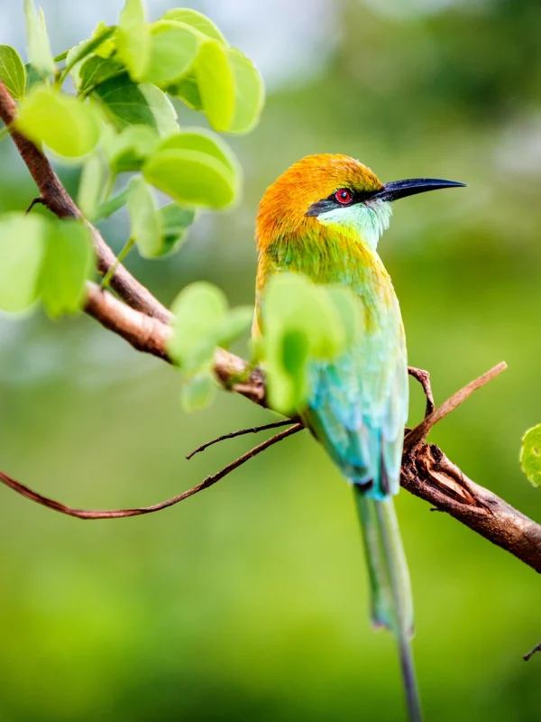 Endemic bird spotted in Udawalawe National Park Sri Lanka