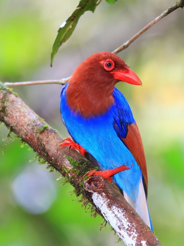 Endemic bird in Sinharaja rainforest