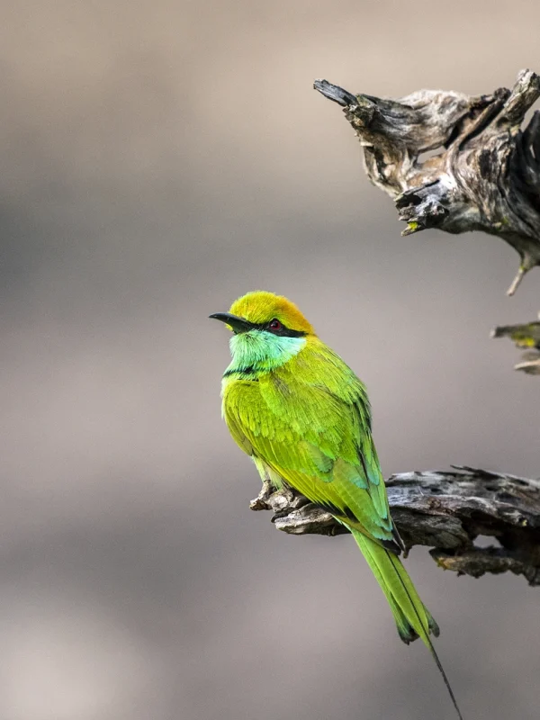 Endemic bird in Wilpattu National Park Sri Lanka