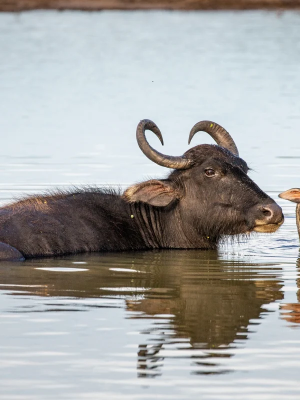 Wild buffalo and her calf near the water in Yala National Park Sri Lanka