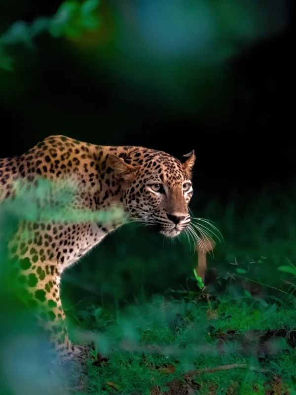 Leopard walking through the wilderness in Wilpattu National Park Sri Lanka