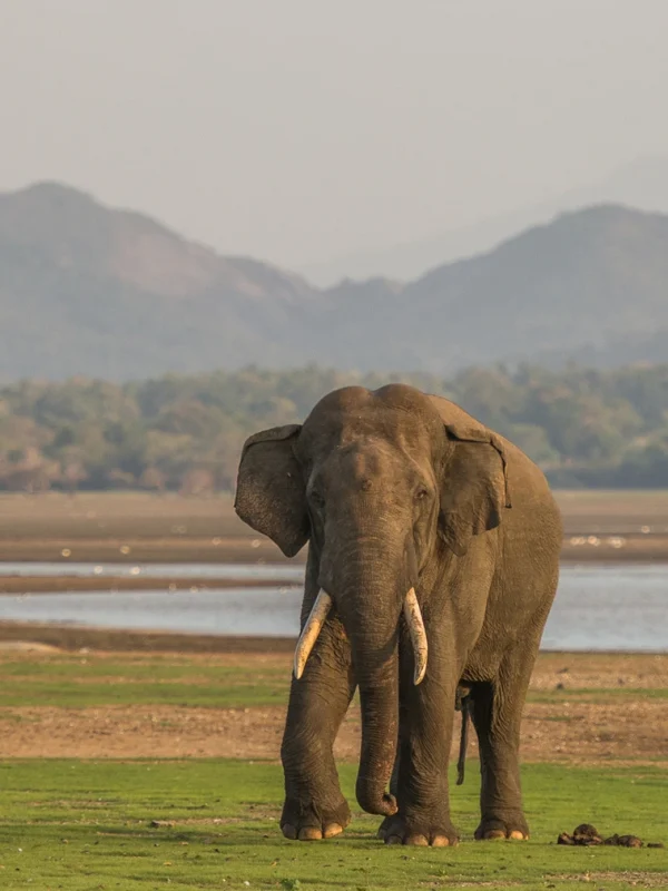Majestic tusker by the lake shore in Sri Lanka