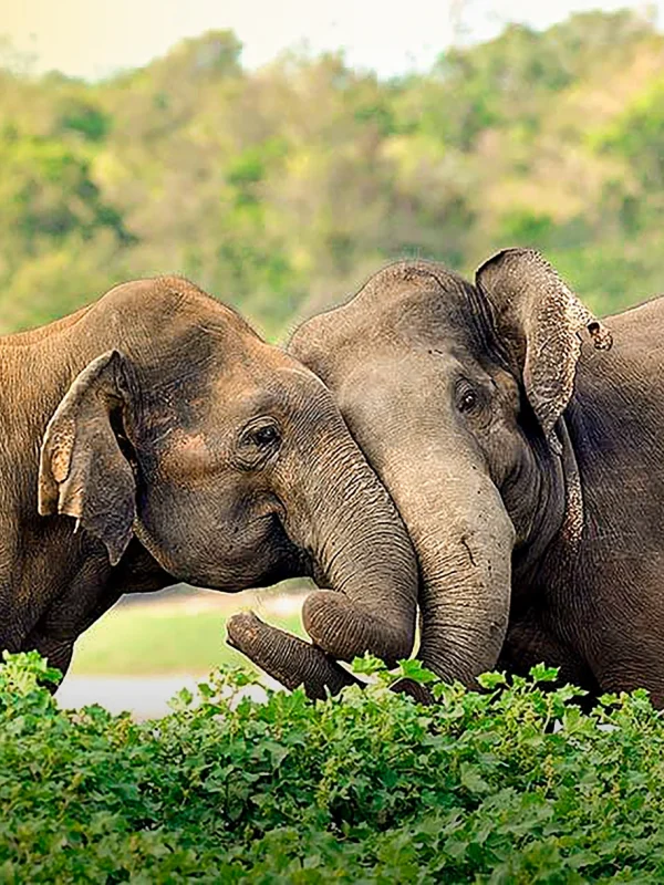 Two elephants playing in Yala National Park Sri Lanka