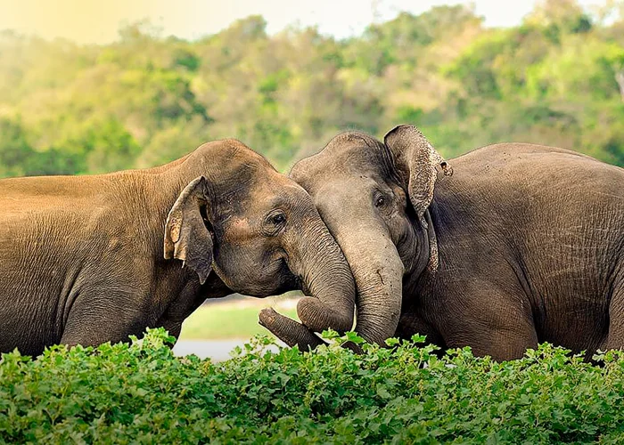 Two elephants playing in Yala National Park Sri Lanka