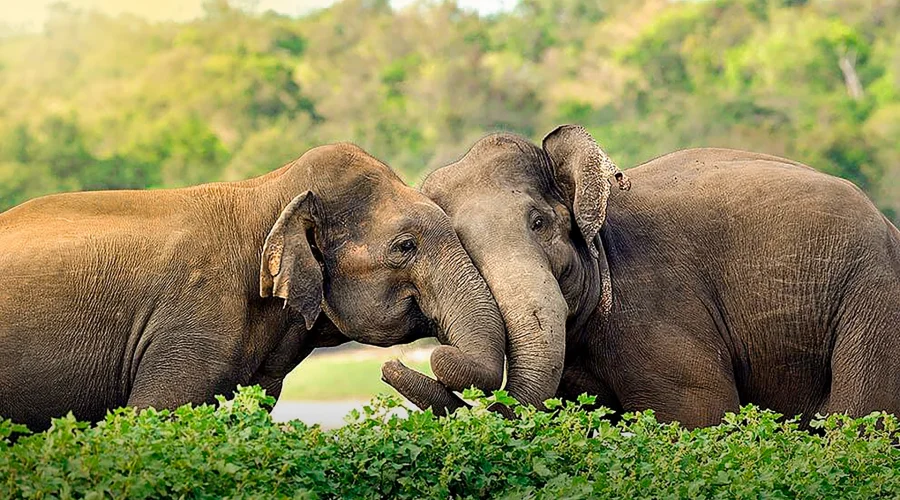 Two elephants playing in Yala National Park Sri Lanka
