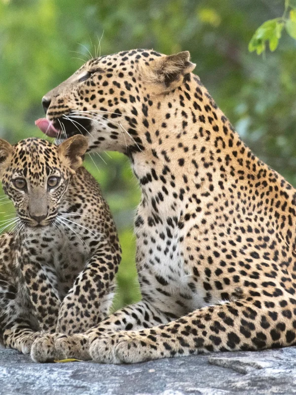 Mother leopard with her cub in Sri Lanka