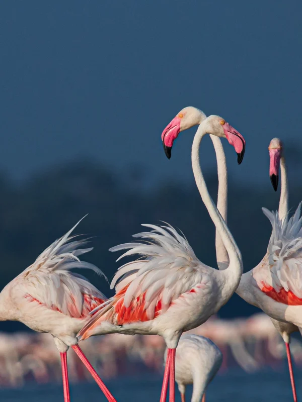 Flock of flamingos in Jaffna Sri Lanka
