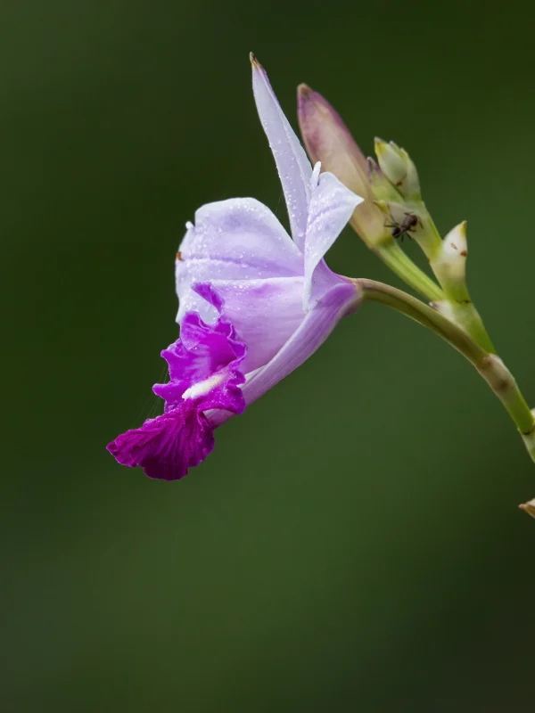 Endemic orchid flower in Sinharaja Rainforest, Sri Lanka