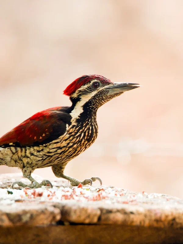Endemic bird in Minneriya National Park