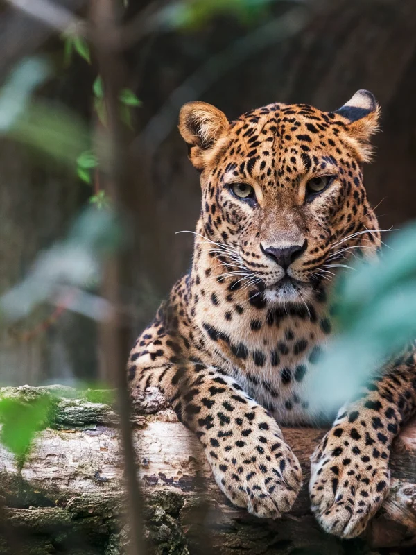 Sri Lankan leopard front view in Yala National Park