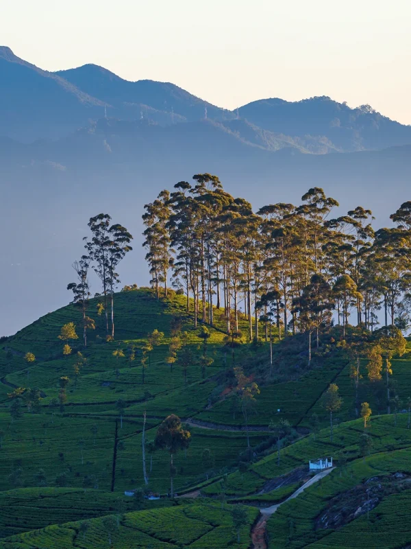 Lush green mountain view in Haputale Sri Lanka