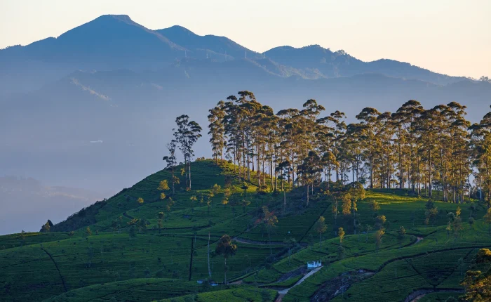 Lush green mountain view in Haputale Sri Lanka