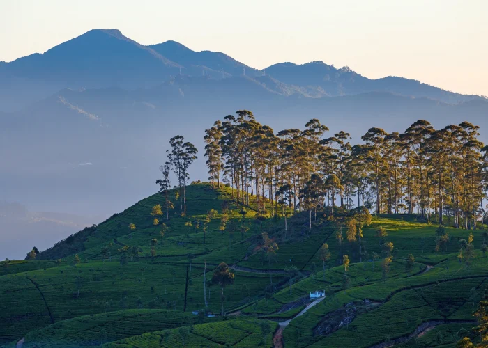 Lush green mountain view in Haputale Sri Lanka