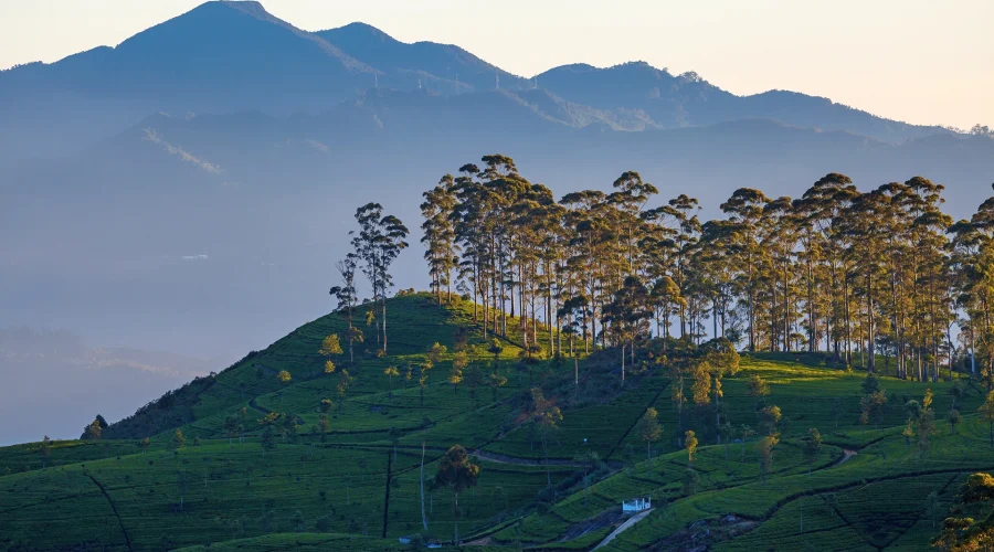 Lush green mountain view in Haputale Sri Lanka