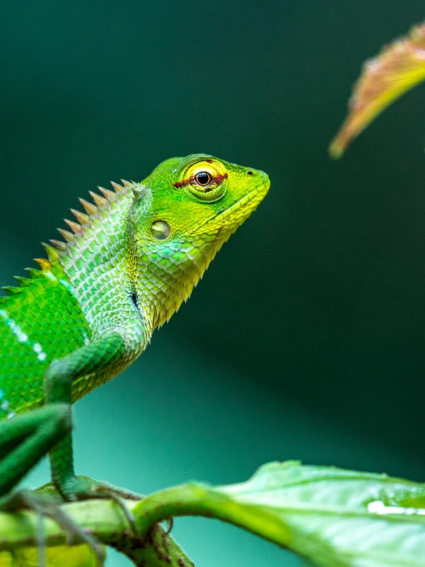 Common green forest lizard in Sinharaja rainforest Sri Lanka